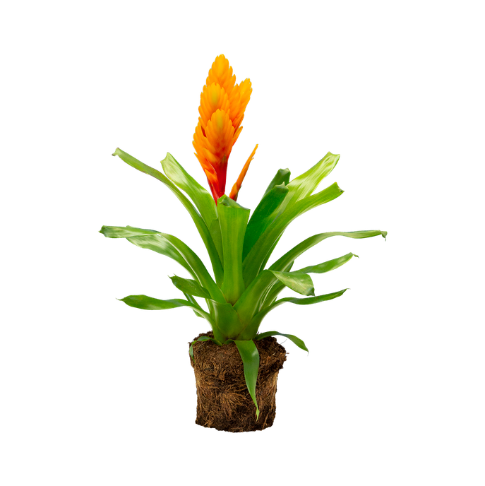 Bromelia vriesea 'splendens'